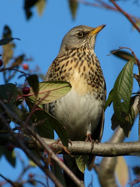 January 2018 - Rye Harbour Nature Reserve Sightings